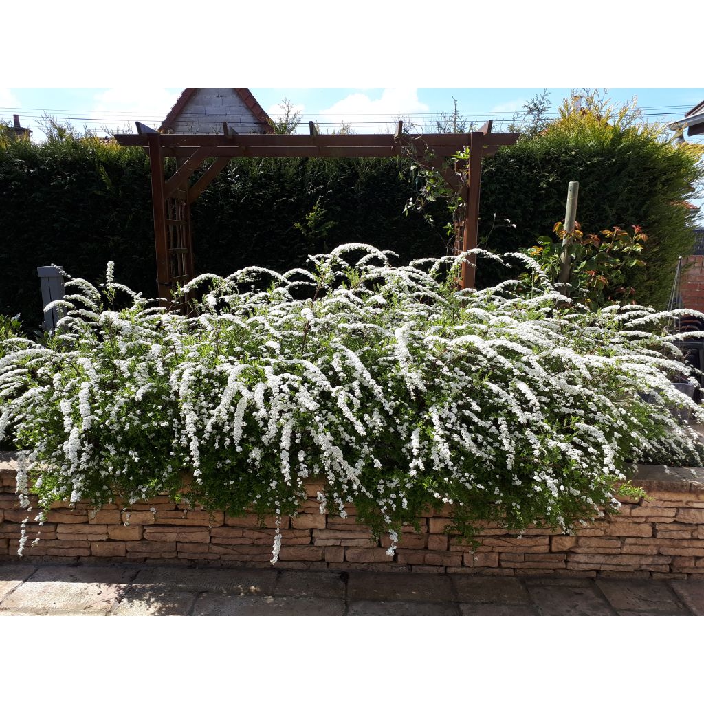 Spiraea cinerea Grefsheim - Spirée dentelée 