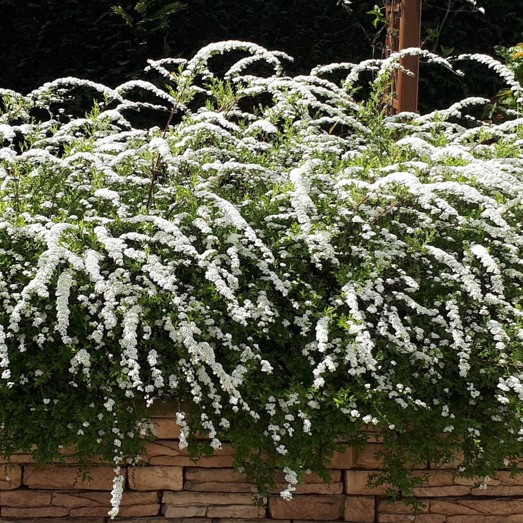 Spiraea cinerea Grefsheim - Spirée dentelée 