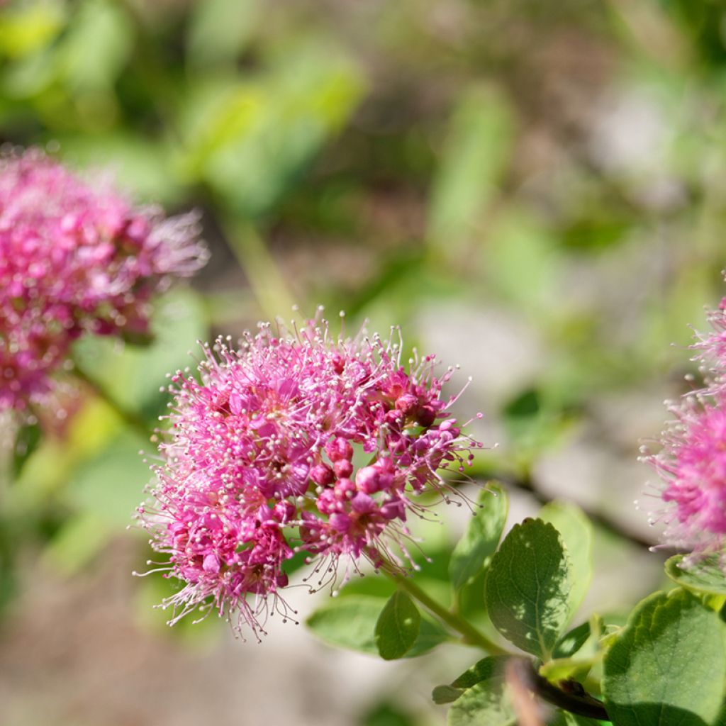 Spiraea densiflora (= splendens) - Spirée à fleurs denses