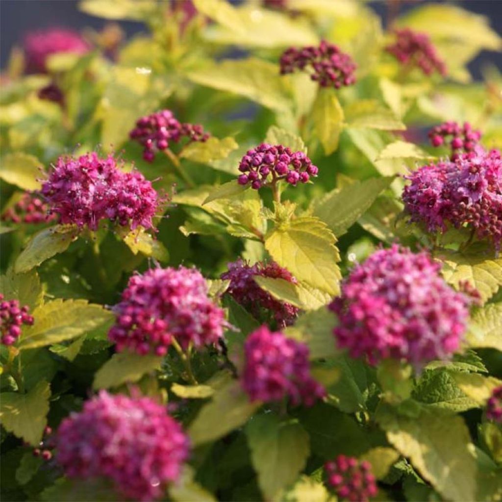 Spirée japonaise Double Play Gold - Spiraea japonica