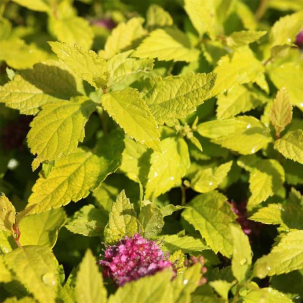 Spirée japonaise Double Play Gold - Spiraea japonica