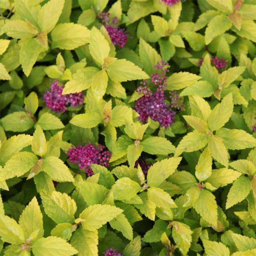 Spirée japonaise Double Play Gold - Spiraea japonica