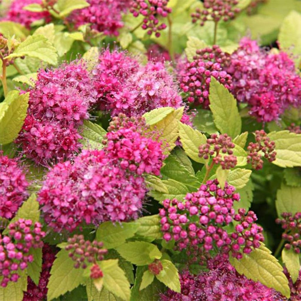 Spirée japonaise Double Play Gold - Spiraea japonica