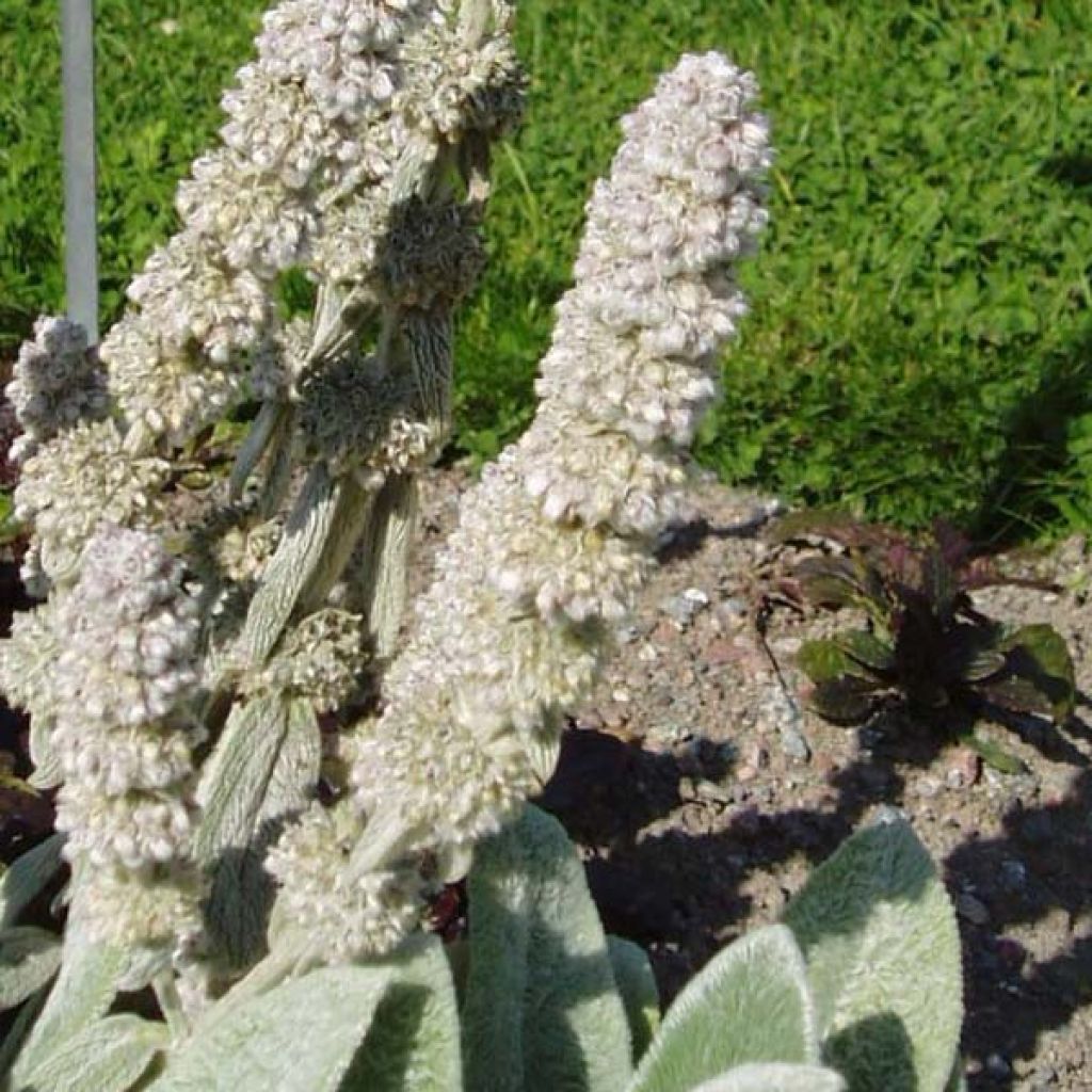 Stachys byzantina Big Ears, Oreille d'ours