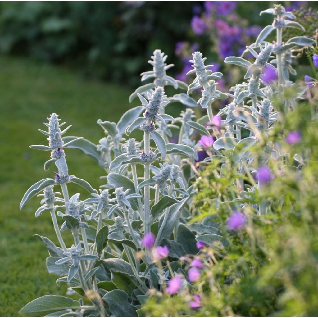 Stachys byzantina - Oreilles d'ours