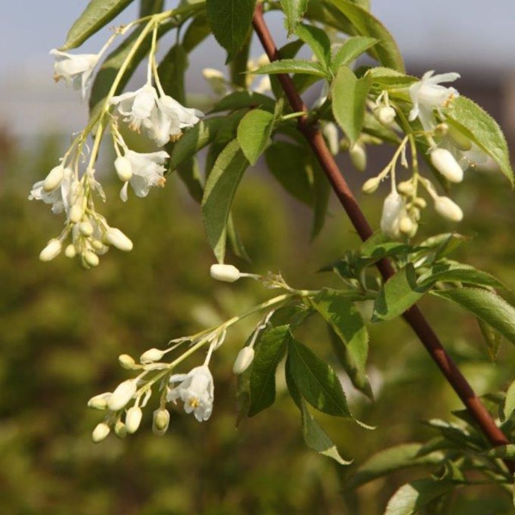 Staphylea colchica - Faux pistachier