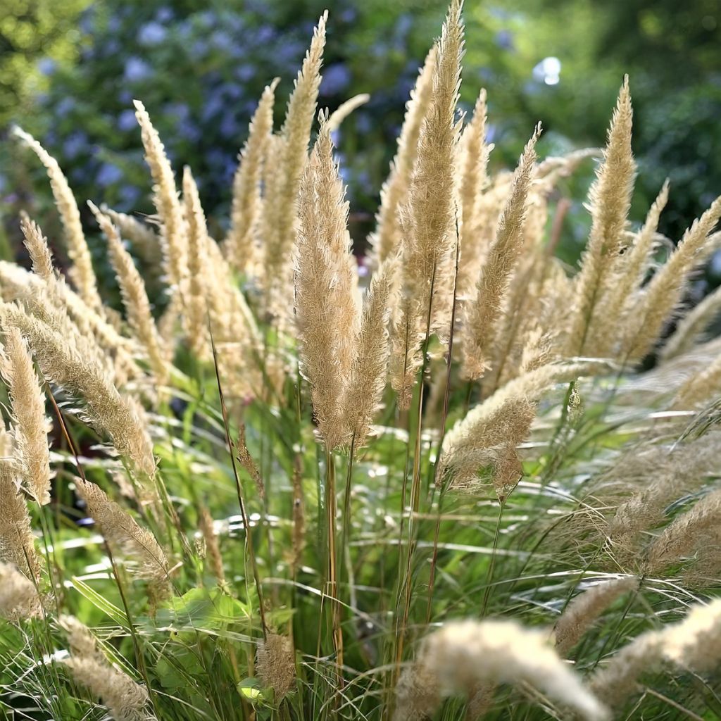 Achnatherum ou Stipa calamagrostis Allgäu - Calamagrostide argenté