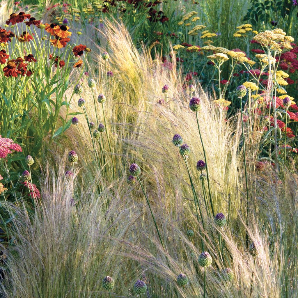 Stipa tenuifolia - Cheveux d'ange Pony Tails