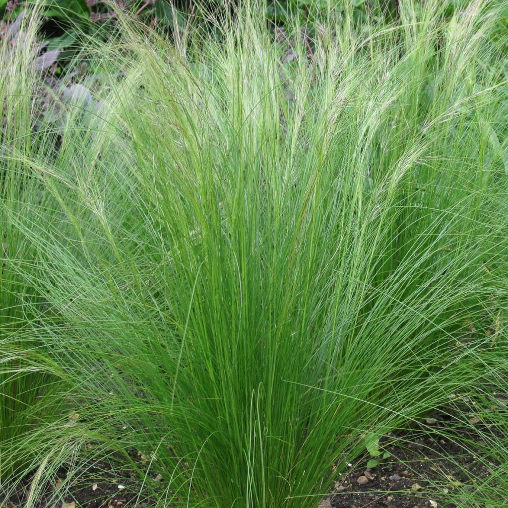 Stipa tenuifolia - Cheveux d'ange Pony Tails