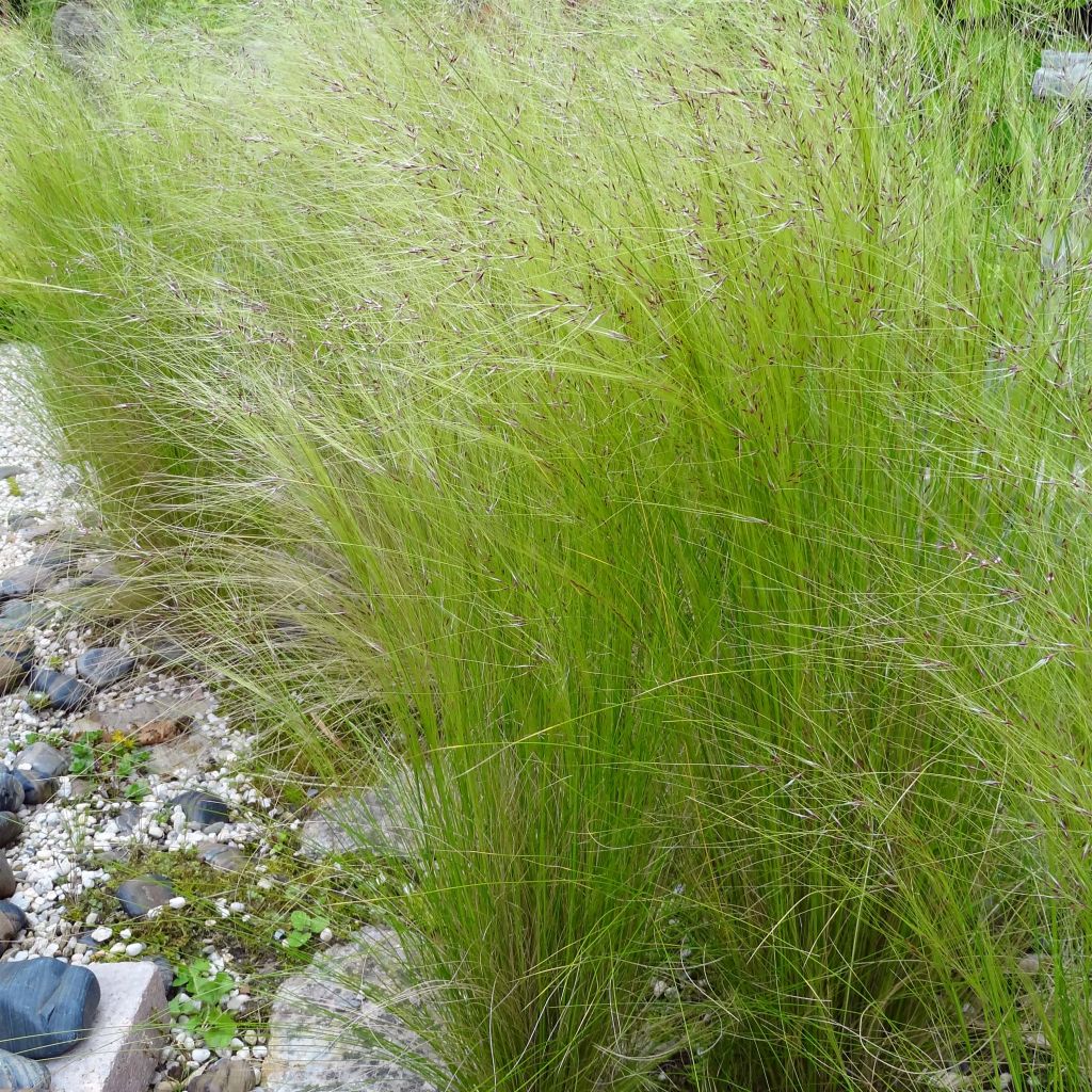 Stipa tenuifolia - Cheveux d'ange Pony Tails