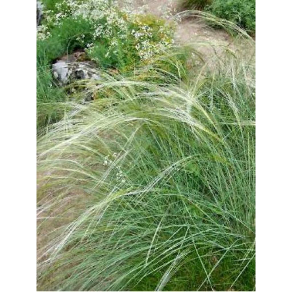 Stipa capillata - Stipe capillaire