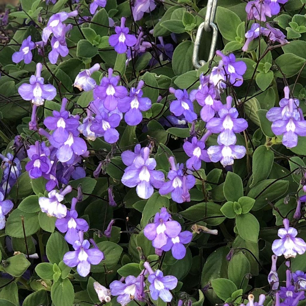 Streptocarpus pourpre - Primevère du Cap