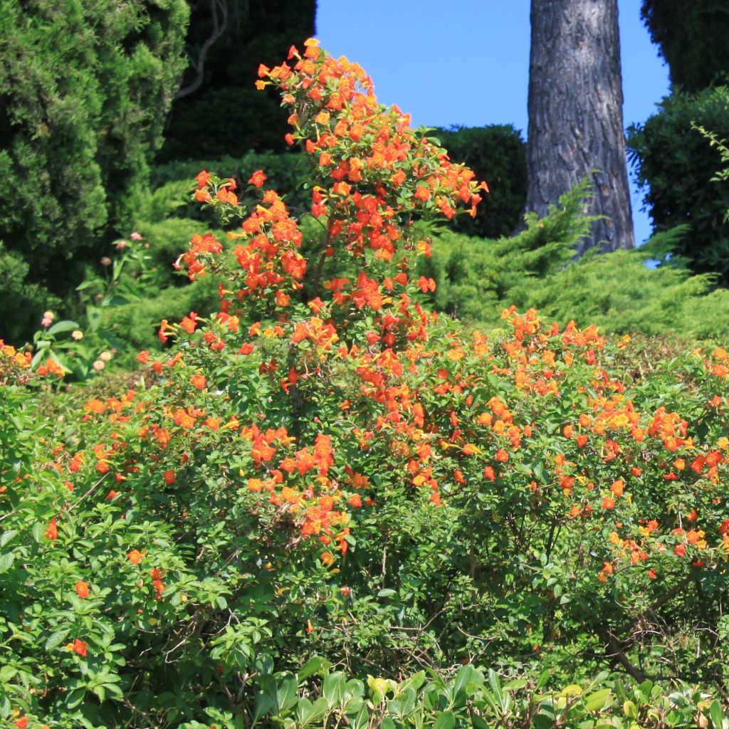 Streptosolen jamesonii - Browallia orange