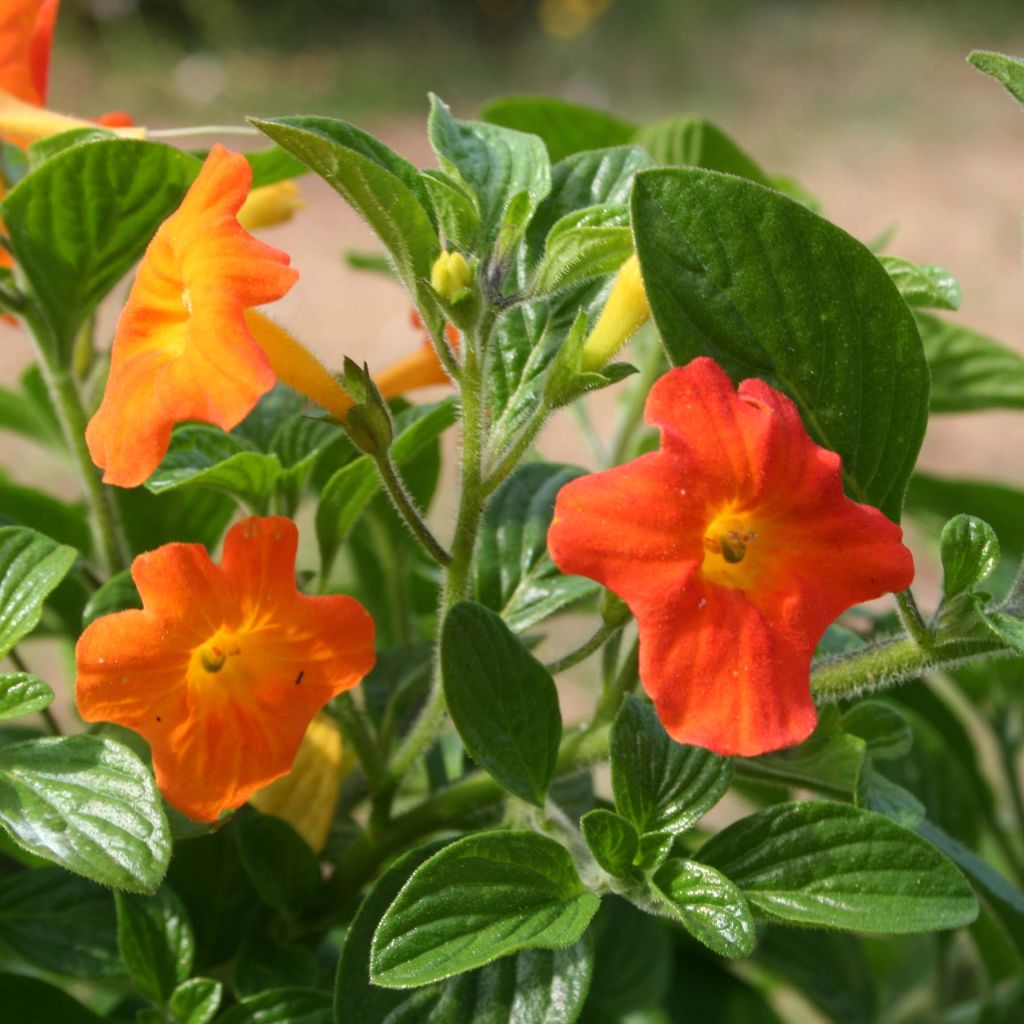 Streptosolen jamesonii - Browallia orange