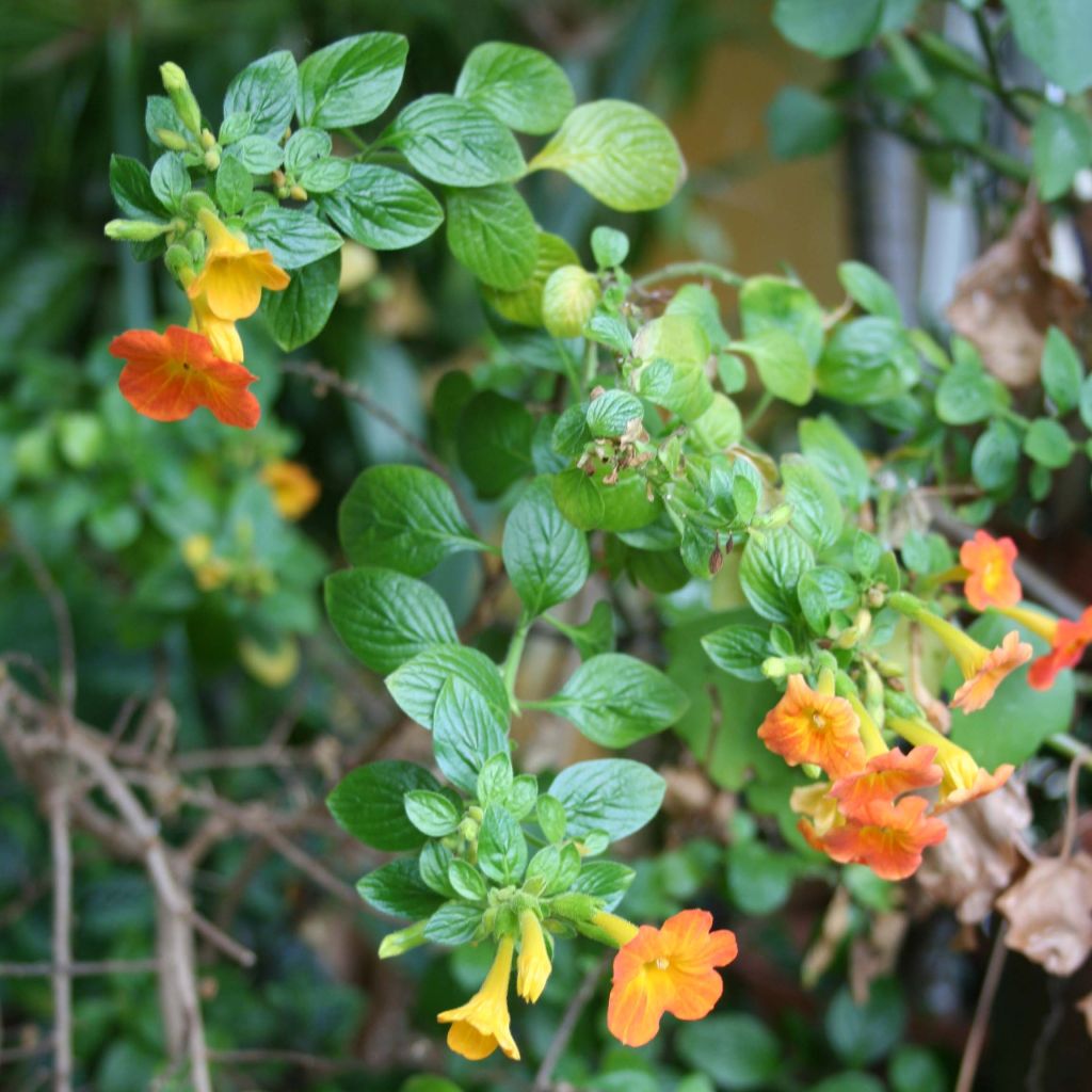 Streptosolen jamesonii - Browallia orange