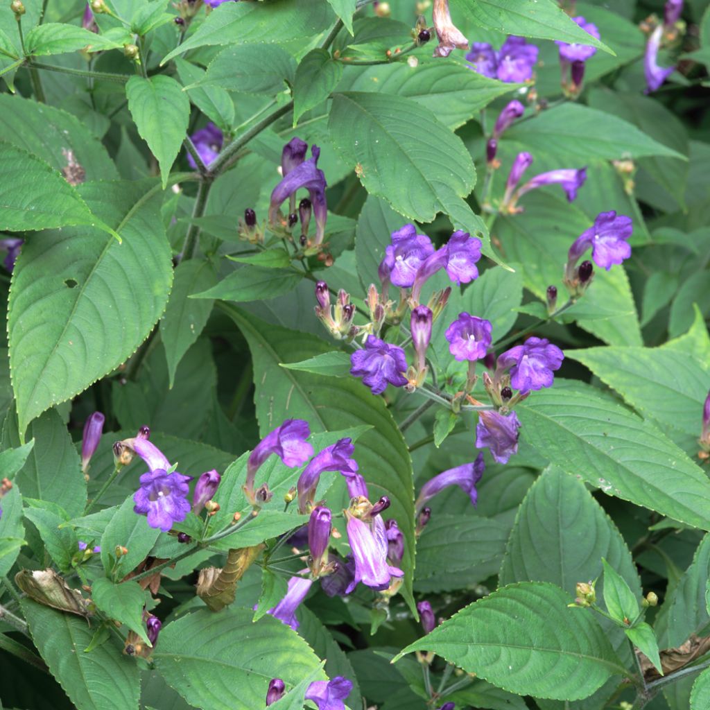 Strobilanthes penstemonoides (rankanensis)