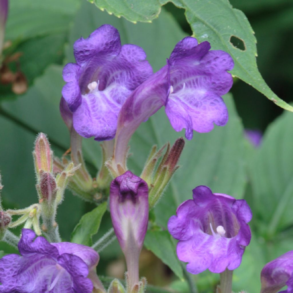 Strobilanthes penstemonoides (rankanensis)