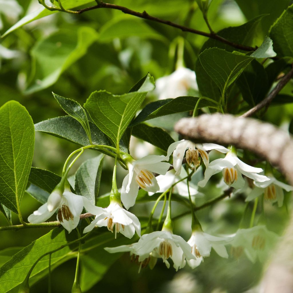 Styrax japonica - Styrax japonais