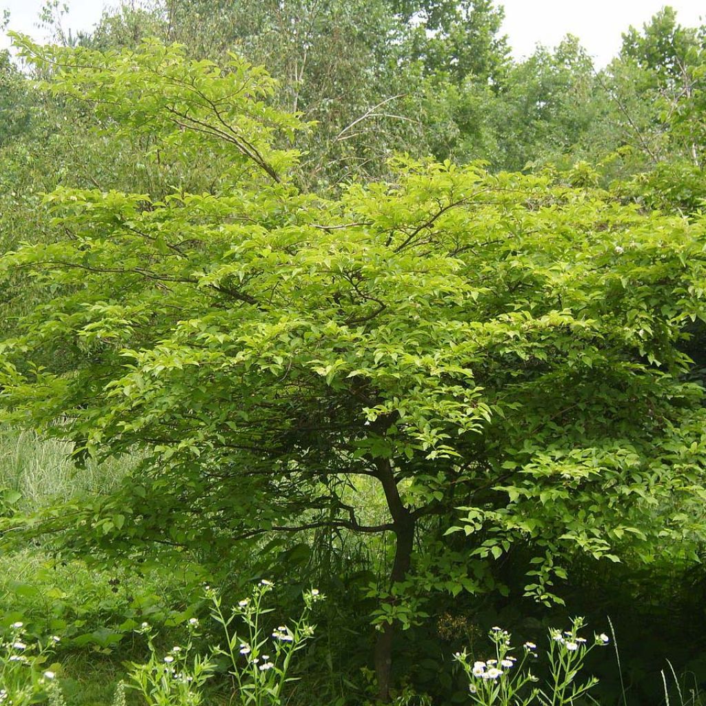 Styrax japonica - Styrax japonais