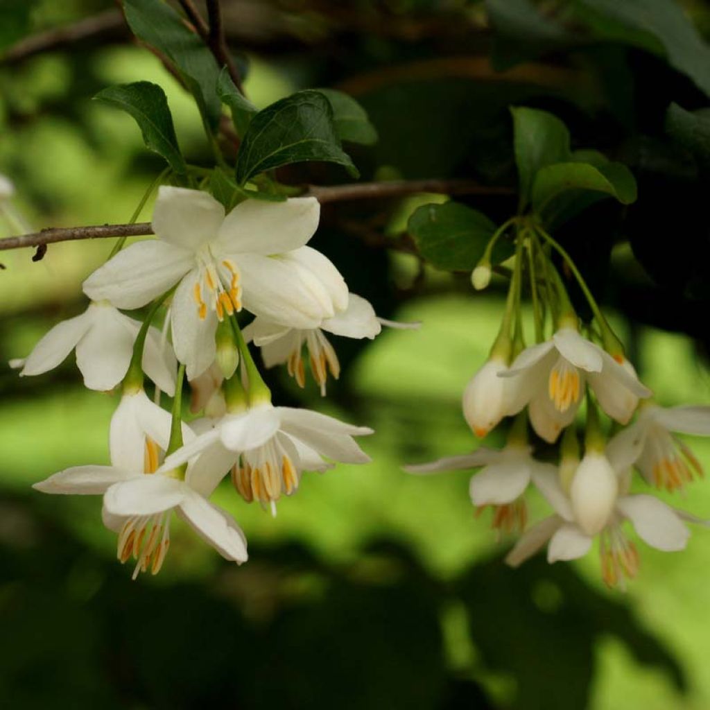 Styrax japonica - Styrax japonais