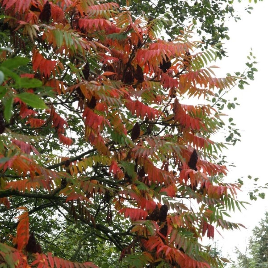 Sumac de Virginie : plantation, entretien, soin