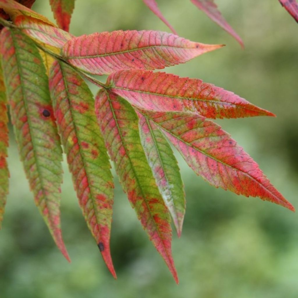 Sumac de Virginie : plantation, entretien, soin