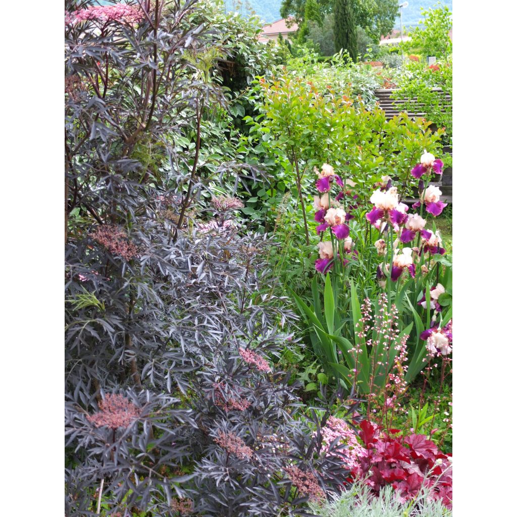 Sureau noir - Sambucus nigra Black Lace (Eva)