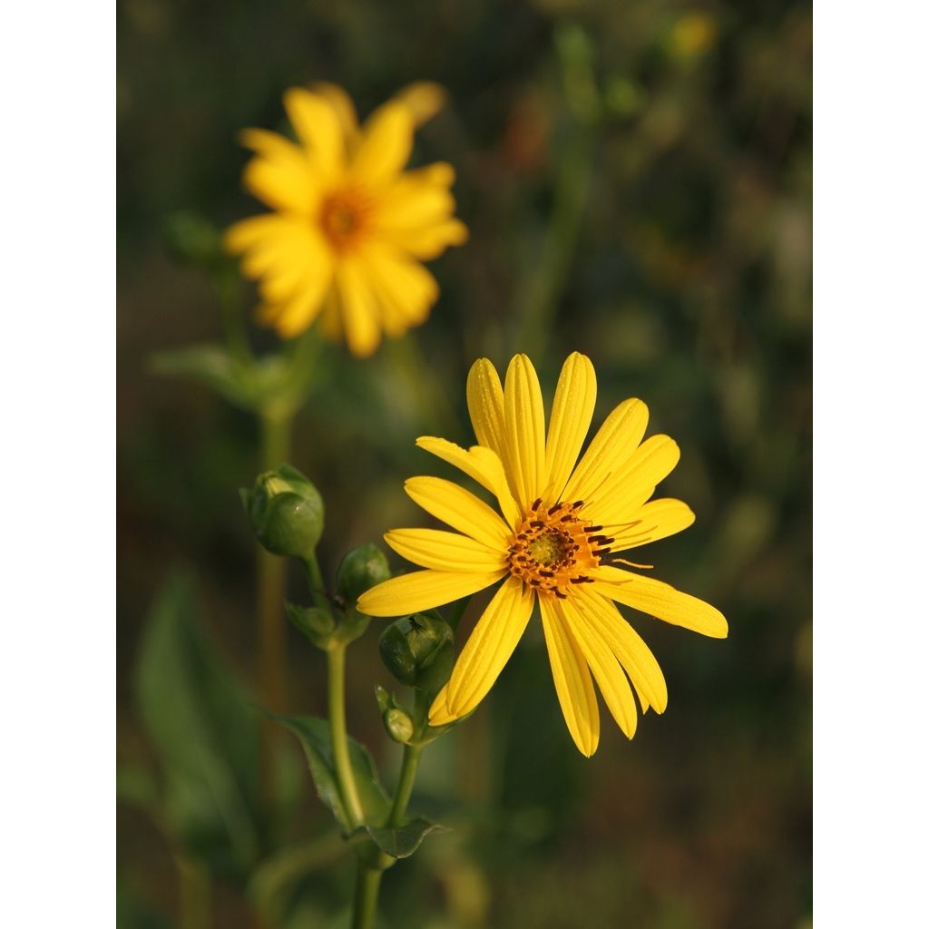 Silphium laciniatum - Plante boussole