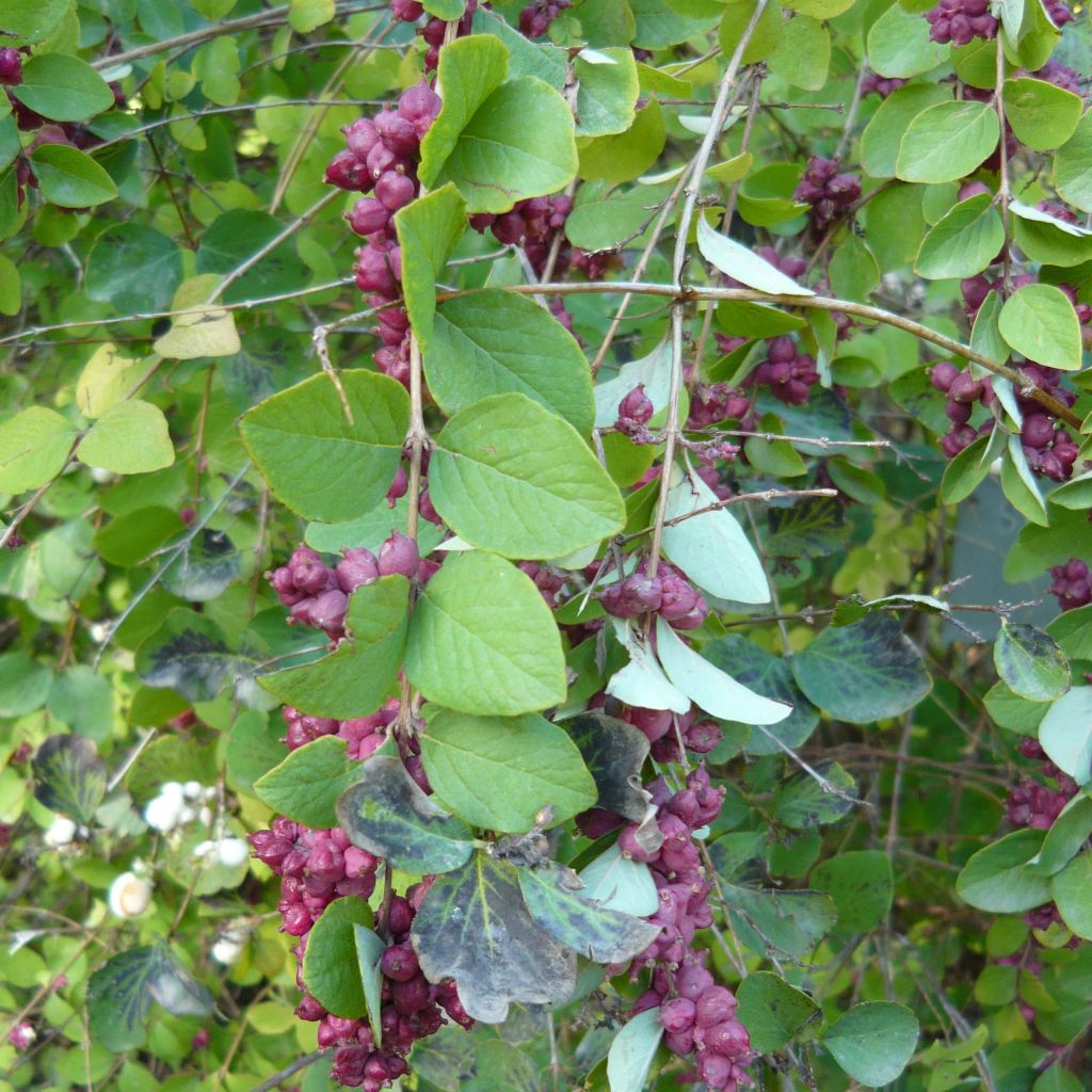 Symphorine - Symphoricarpos orbiculatus