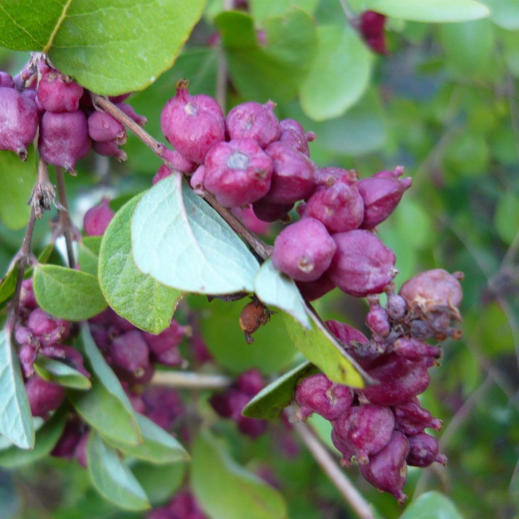 Symphorine - Symphoricarpos orbiculatus