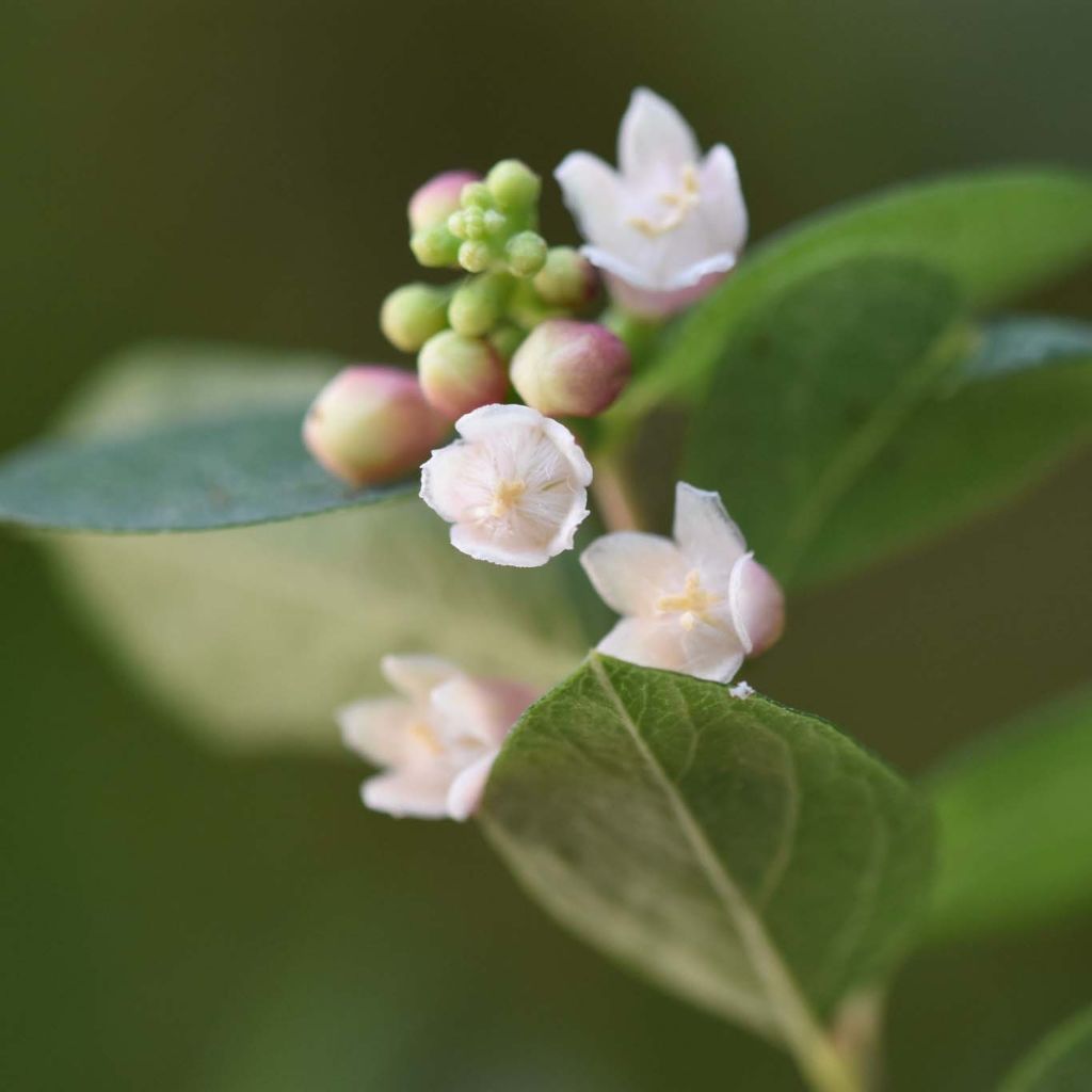 Symphorine - Symphoricarpos x doorenbosii Magical Sweet