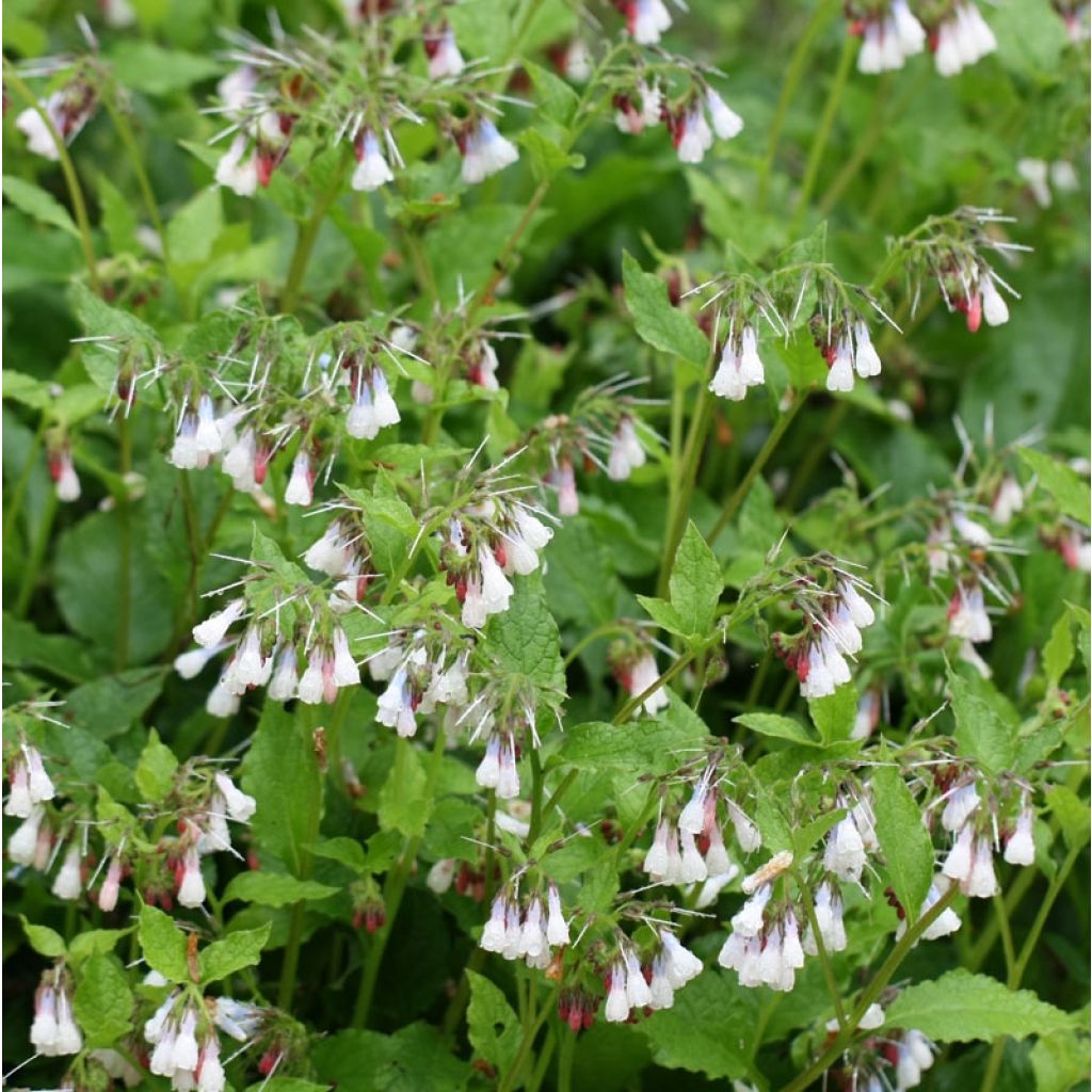 Consoude à grandes fleurs - Symphytum Hidcote Pink