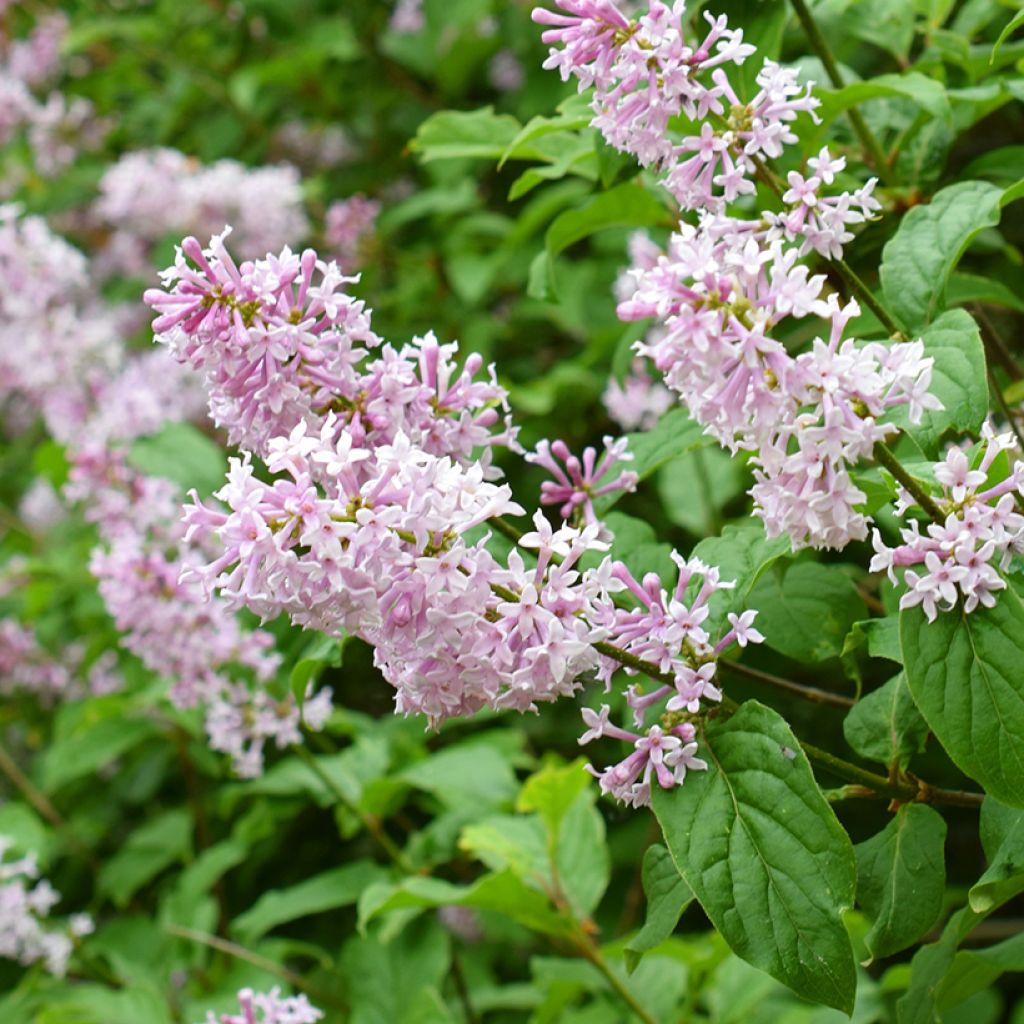 Lilas de Hongrie - Syringa josikaea