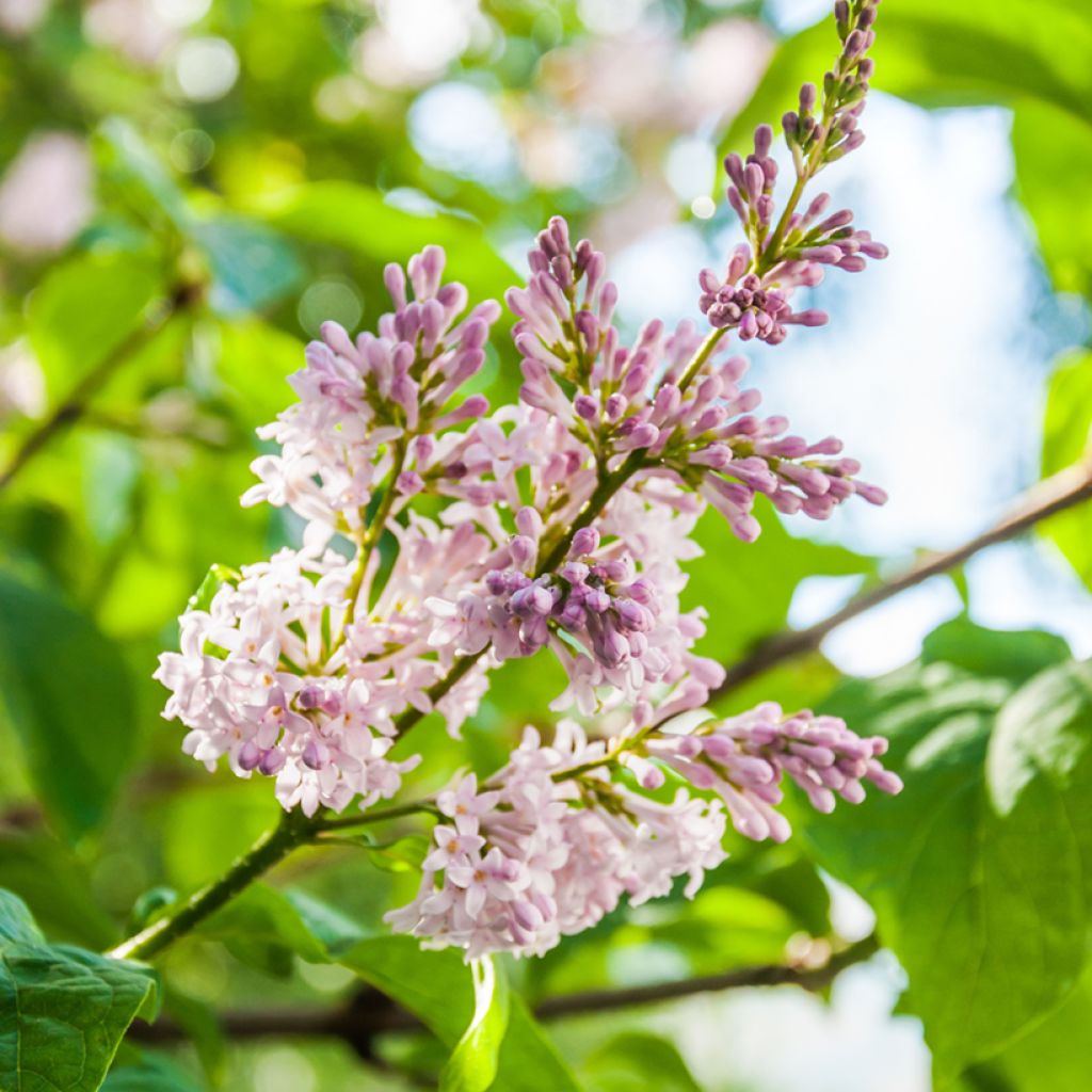 Lilas de Hongrie - Syringa josikaea