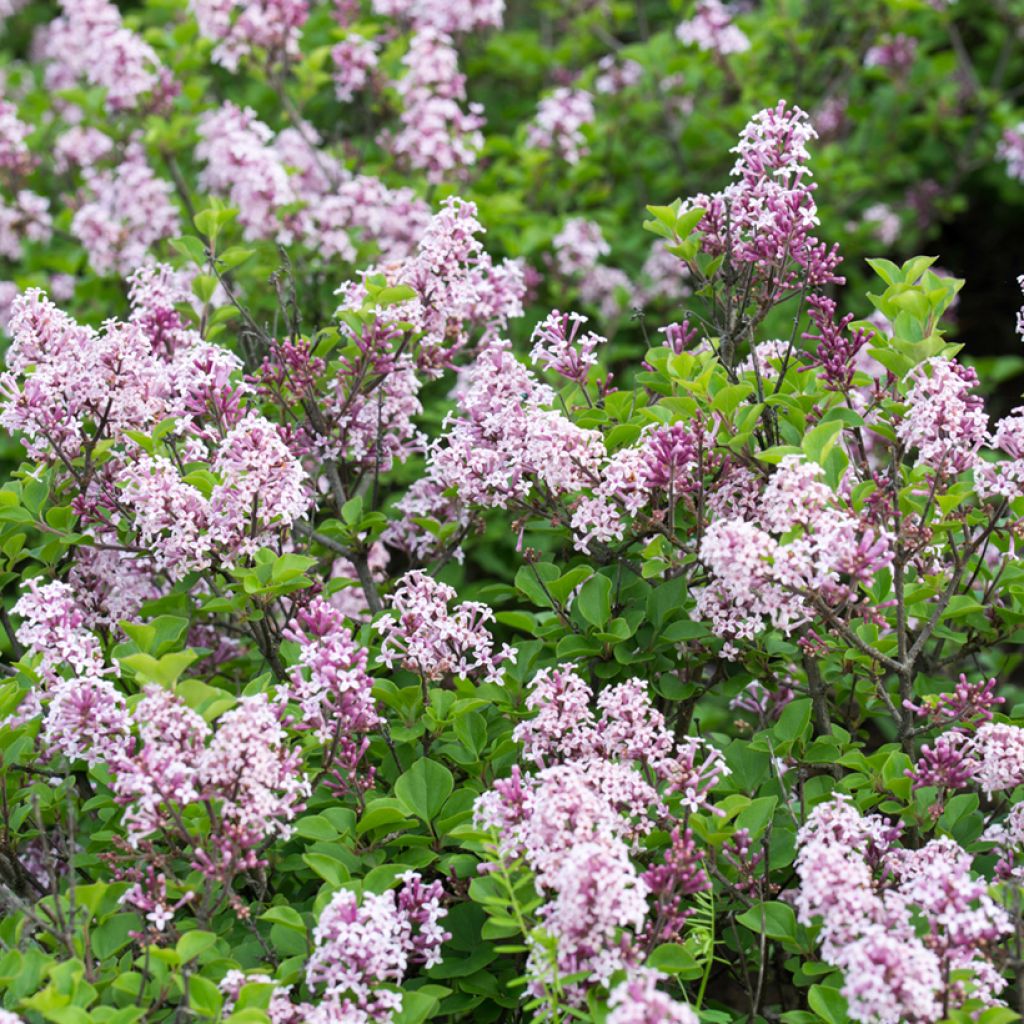 Lilas de Hongrie - Syringa josikaea