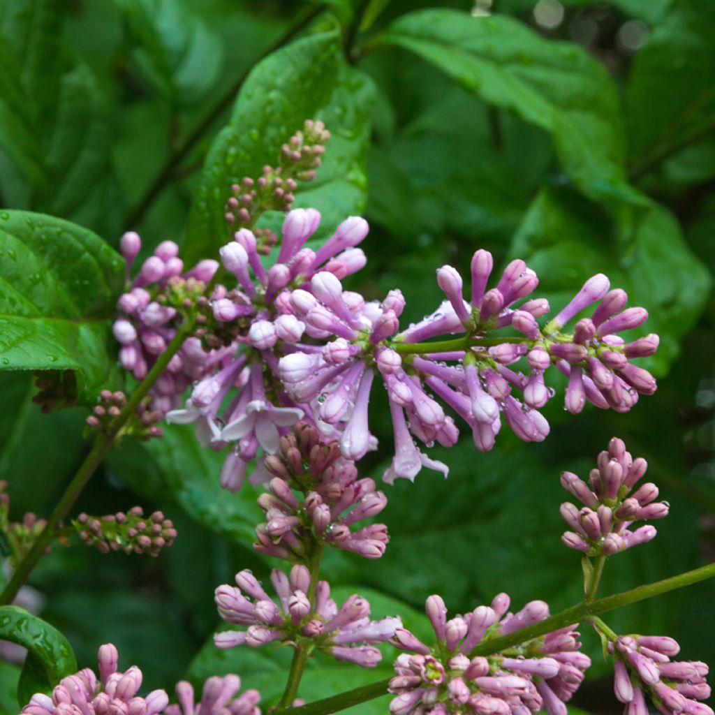 Lilas de Hongrie - Syringa josikaea