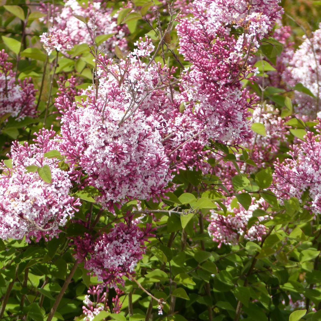 Lilas de Chine - Syringa microphylla Superba