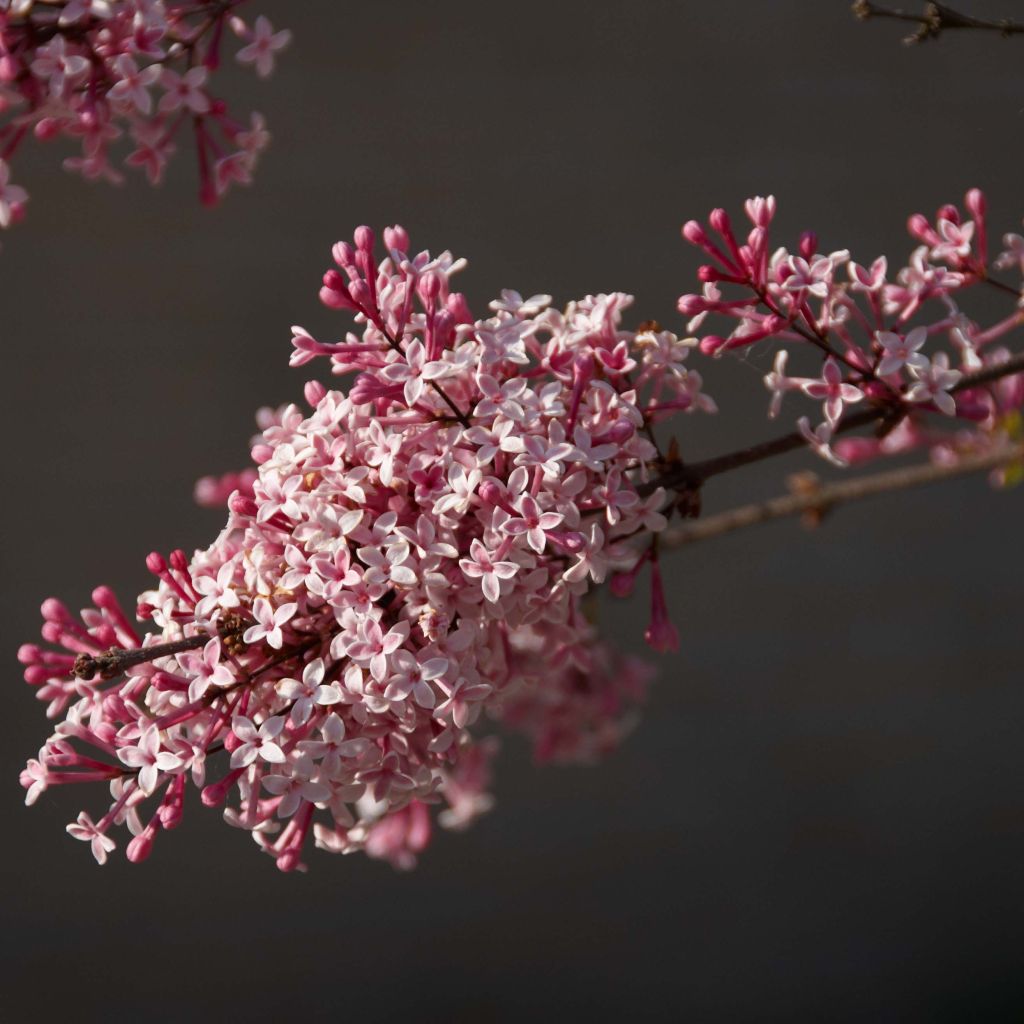 Lilas de Chine - Syringa microphylla Superba