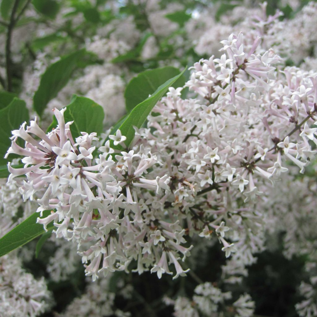 Lilas de Chine - Syringa patula Miss Kim