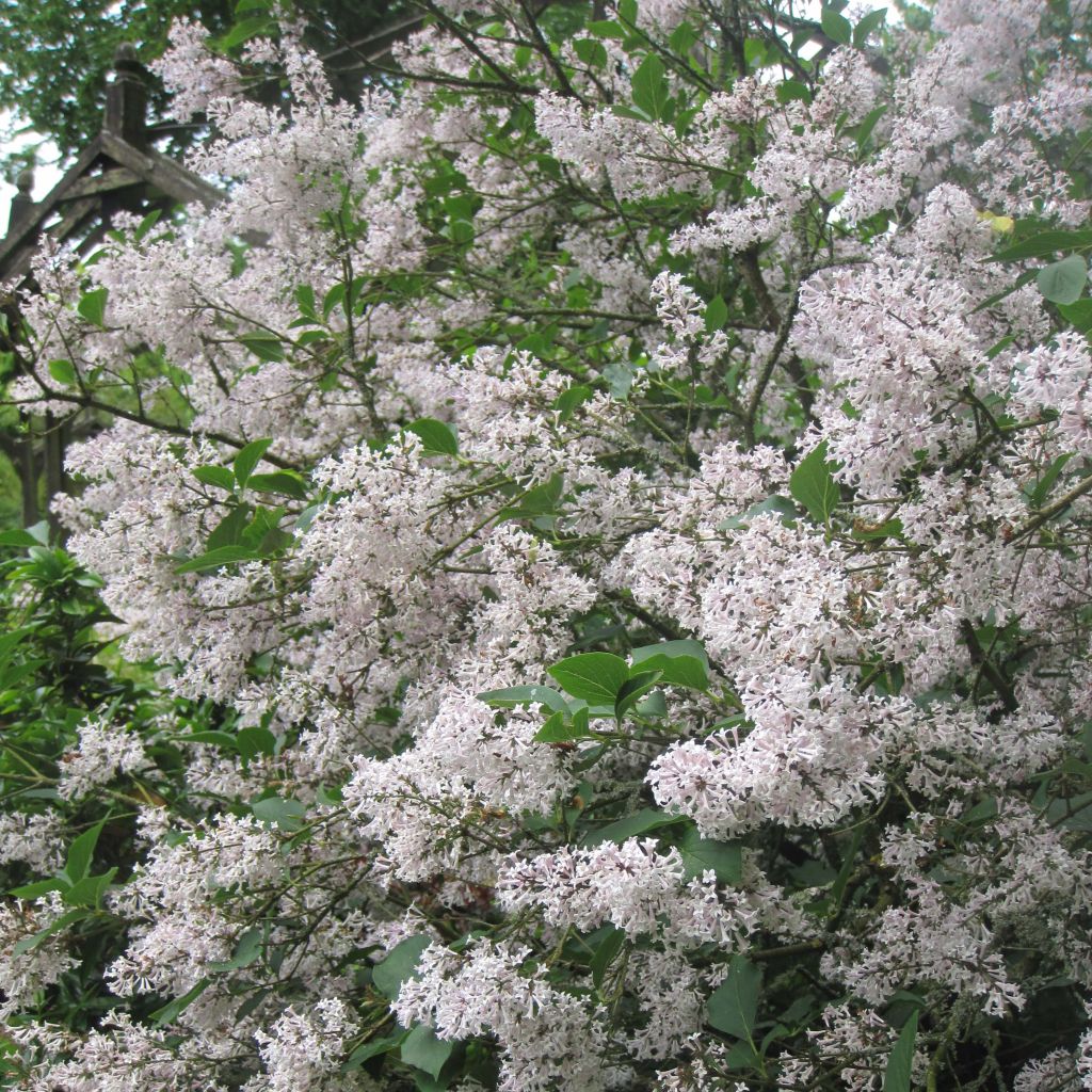 Lilas de Chine - Syringa patula Miss Kim