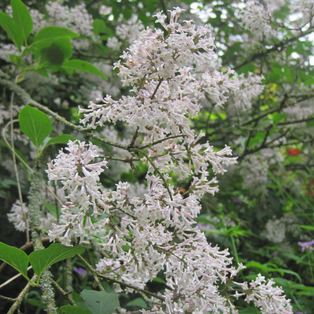 Lilas de Chine - Syringa patula Miss Kim