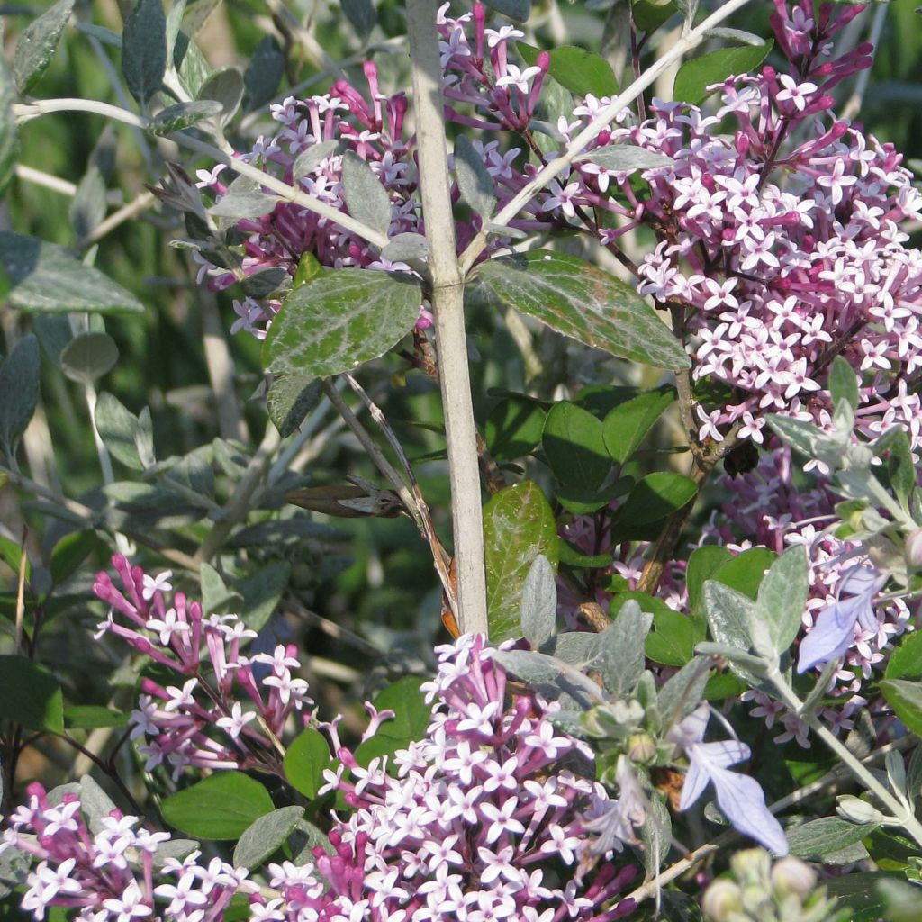 Lilas à petites feuilles - Syringa Red Pixie