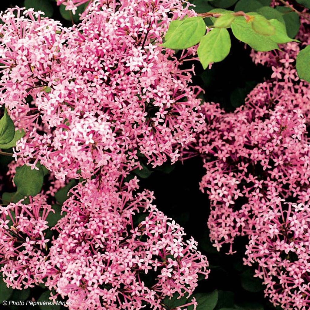 Lilas à petites feuilles - Syringa Red Pixie