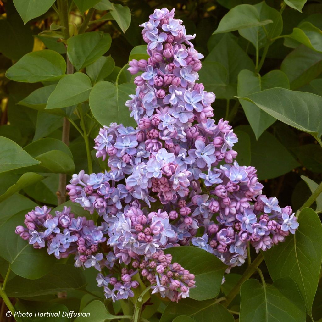 Lilas - Syringa vulgaris Président Grevy