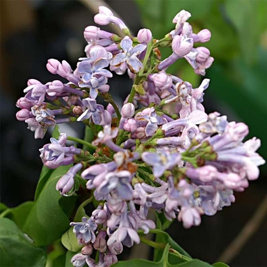 Lilas - Syringa vulgaris Président Grevy