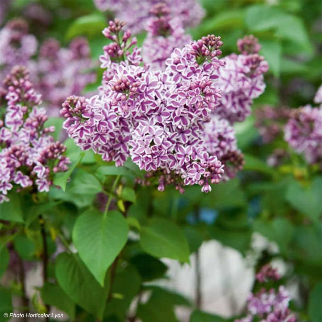 Lilas Sensation - Syringa vulgaris