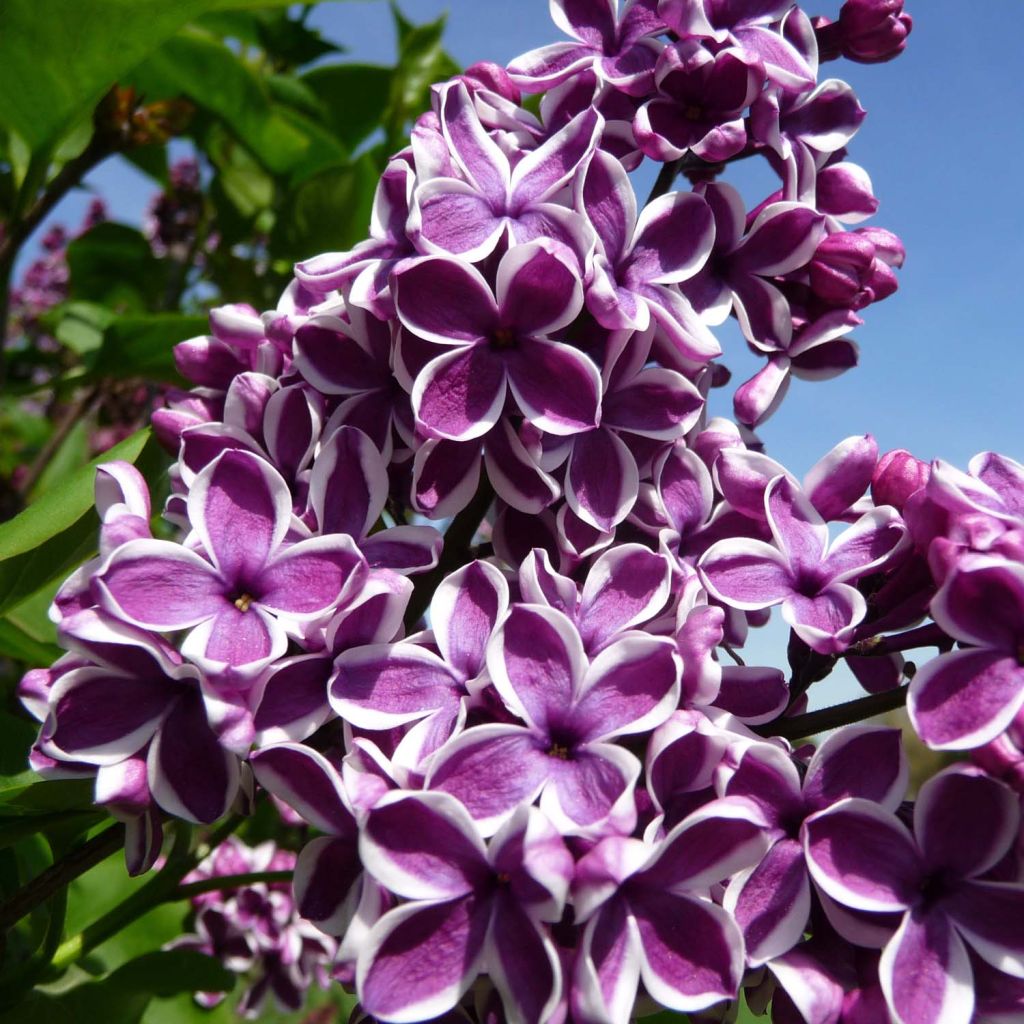 Lilas Sensation - Syringa vulgaris