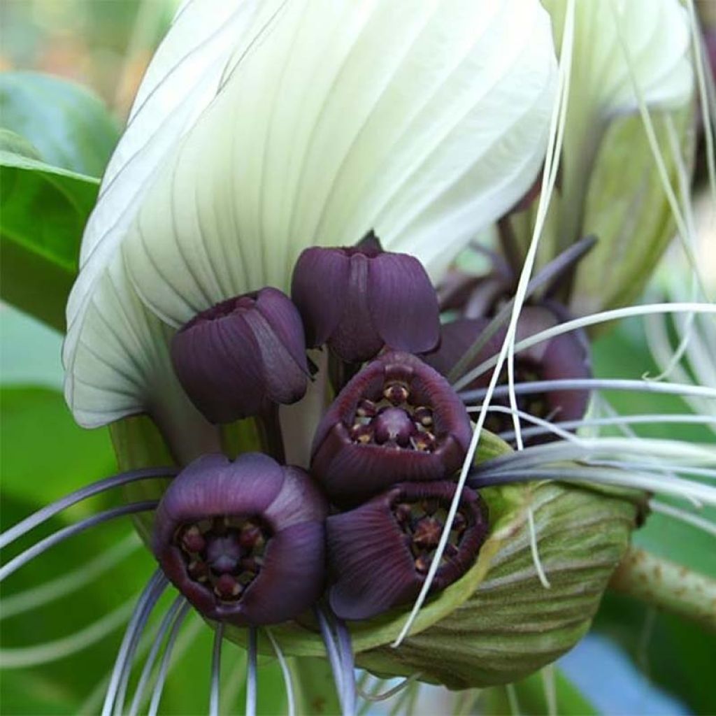 Tacca integrifolia - Fleur chauve-souris  