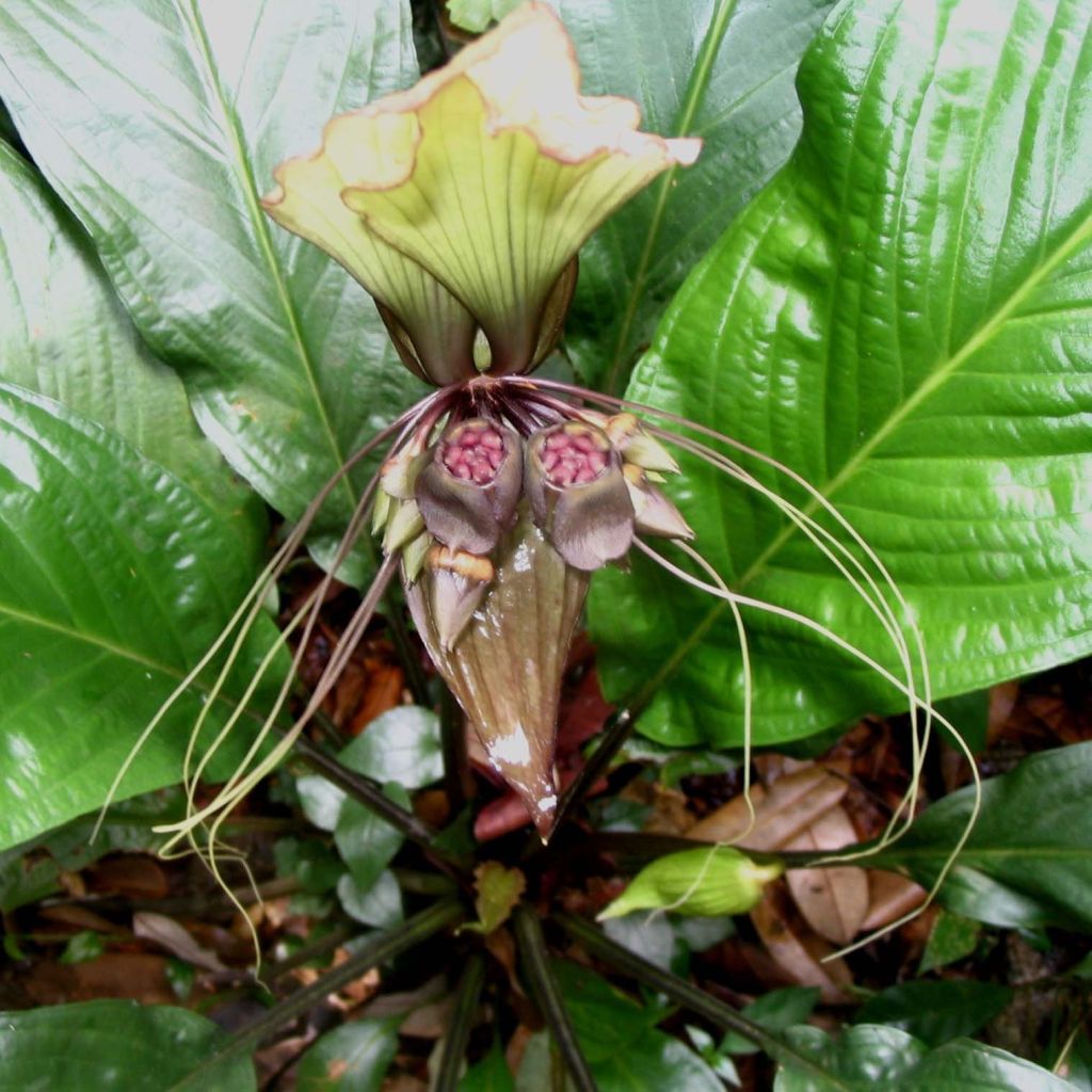 Tacca integrifolia - Fleur chauve-souris  