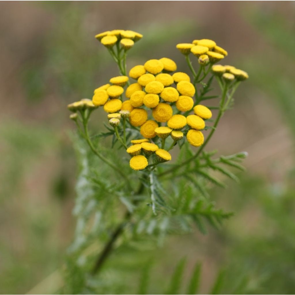 Tanaisie - Tanacetum vulgare (godet)